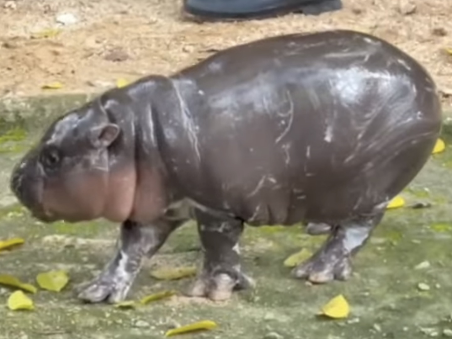 Moo Deng